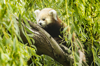Жующая бамбук красная панда умилила социальные сети