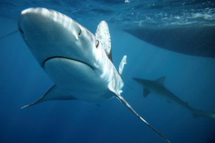 На Гавайях пенсионерка стала жертвой акулы