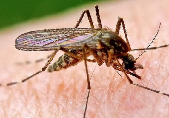Эксперт рассказал, почему этим летом не будет комаров. И почему это плохо