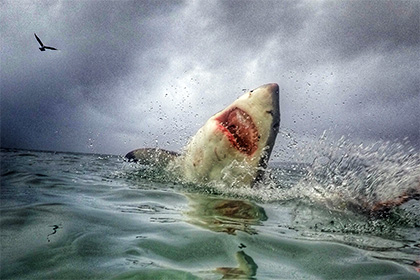 Белых акул уличили в пожирании крупнейших акул на планете