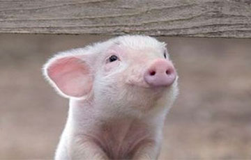 Брестчанам запретили содержать свиней из–за АЧС в Польше