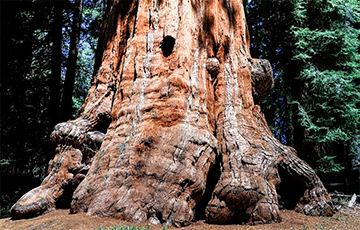 Ученые обнаружили гигантское ископаемое дерево возрастом 10 миллионов лет