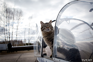 В Щучине кот стал настоящим помощником пилота