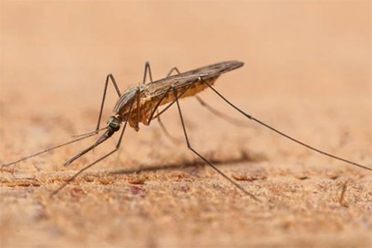 Малярийные комары расширили свой ареал до Южного Урала