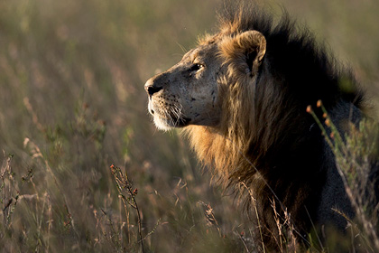 Сбежавшие из парка львы оказались на улицах столицы Кении