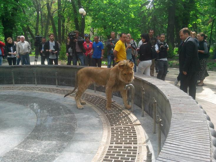 По центру Киева гулял лев (Видео)