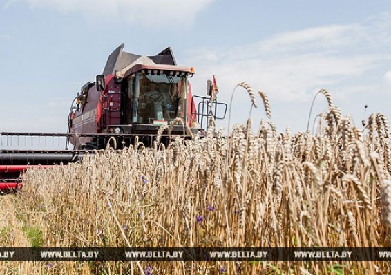 Хозяйства Беларуси намолотили зерна более 6 миллионов тонн
