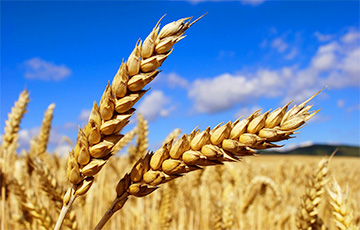 Белорусские ученые замахнулись на «макаронные сорта» пшеницы