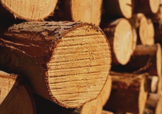 Совмин ввел лицензирование экспорта отдельных видов лесоматериалов