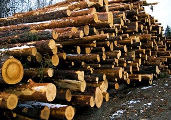Лукашенко о белорусской деревообработке: И что будем делать дальше?