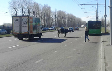 В Минске из грузовика во время движения выпала корова