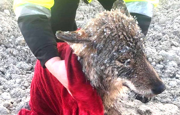 Эстонцы спасли из ледяной реки собаку, которая оказалась волком