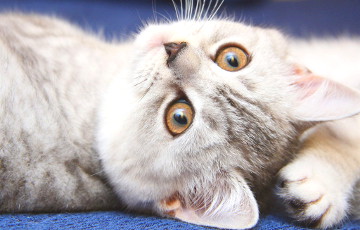 Ученые объяснили, почему кошки настолько привередливы в еде