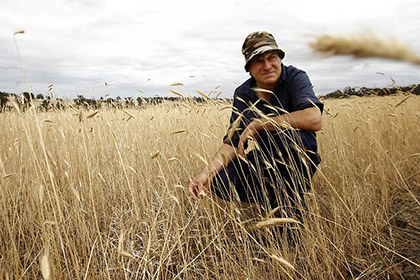 Австралийский фермер обвинил соседа в заражении его посевов рапсом-мутантом