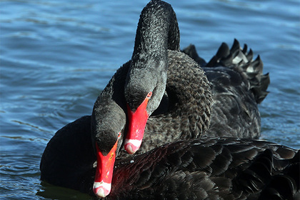Китайские курьеры украли и съели черного лебедя из шанхайского парка