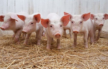 В Беларуси бушует африканская чума свиней?