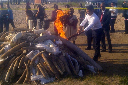 В Мозамбике сожгли рекордное количество конфискованных рогов носорога