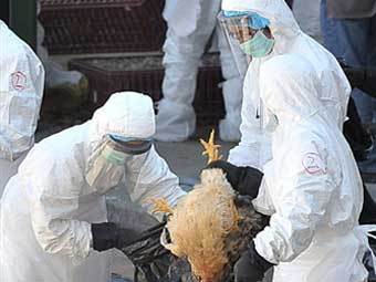 В Китае впервые за полтора года от птичьего гриппа умер человек