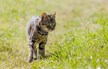 Ученые узнали, зачем домашние кошки охотятся