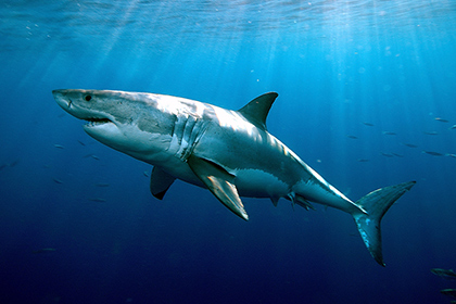 Белые акулы оказались долгожителями