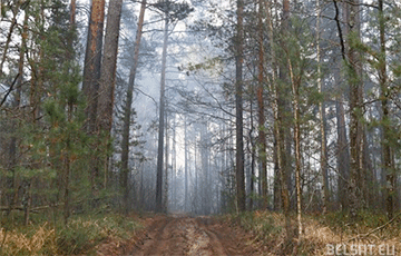 Восемь неожиданных фактов о белорусском лесе