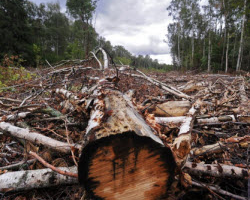 В Беларуси обсуждают проект нового Лесного кодекса