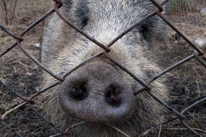 Польша отгородится от украинских чумных свиней забором
