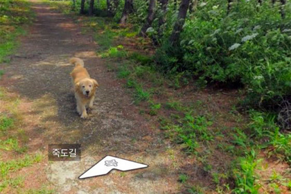 Попавший на карты Google любопытный пес очаровал пользователей сети