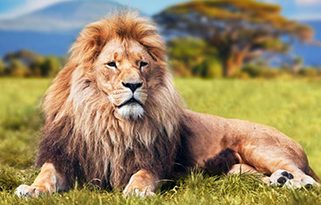 Ученые: В Африке жили гигантские львы ростом выше человека