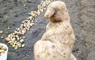 В Беларуси нашли картофельного Ждуна