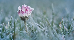 Зима близко: Беларуси обещают первые ночные заморозки
