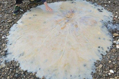 На Тасмании нашли гигантскую медузу нового вида