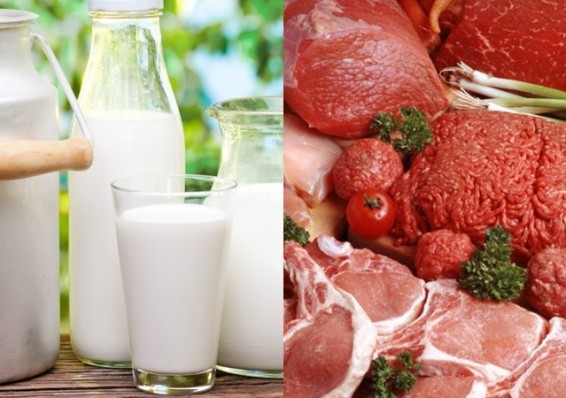 Россия недополучила белорусского молока и мяса примерно на 375 миллионов долларов