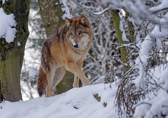 В Минлесхозе заявили о проблеме роста популяции волка