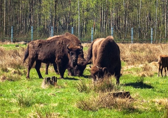 Беловежскую пущу не лишат статуса природного наследия ЮНЕСКО