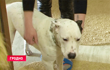 В Гродно собирают подписи за изъятие агрессивного пса, покусавшего мальчика