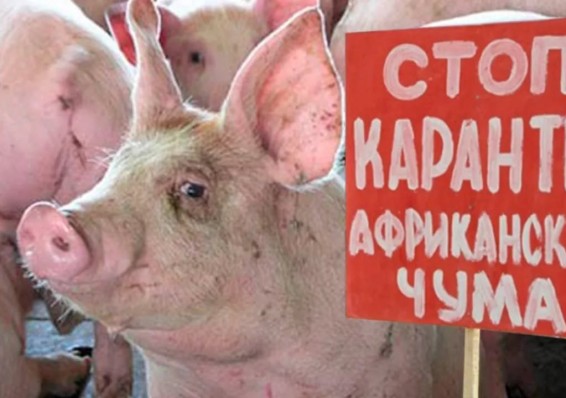 Беларусь ограничивает поставки свинины из Чехии