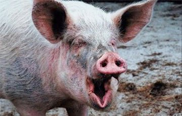 Координатор БХД: Строительство свинокомплекса Чижа – экологическая катастрофа
