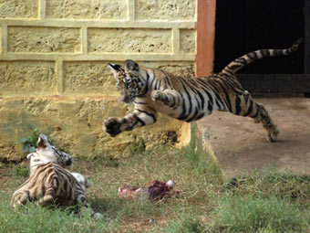 В Индии похитили переписчиков тигров