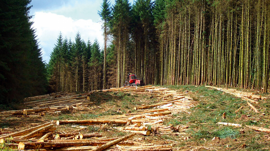 Лесозаготовительная отрасль Беларуси показала трехкратный рост прибыли