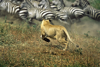 Полосы на шкуре зебр оказались плохой маскировкой от хищников