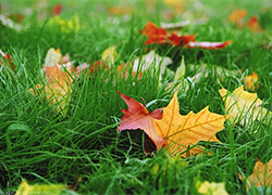 В парках Минска не будут убирать опавшие листья