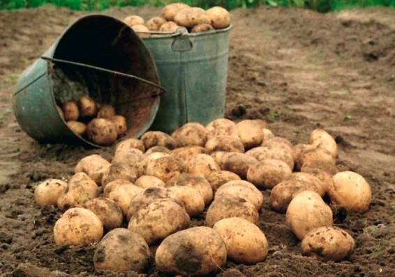 Богатый урожай картофеля в Беларуси сработал на удешевление: рекордных цен не будет