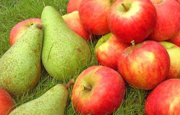 100 тонн польских яблок и груш уничтожили в Смоленской области
