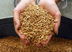Закупочные цены на зерно повышены на 15-30%