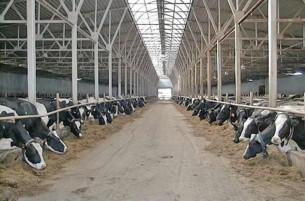 Директор сельхозпредприятия приписал более 270 тонн надоев молока