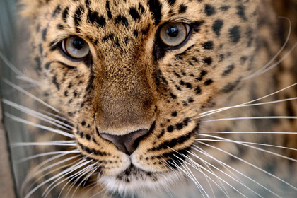 Китайский браконьер убил одного из последних дальневосточных леопардов