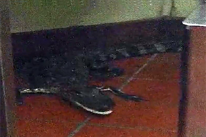Житель Флориды забросил аллигатора в окно для заказов придорожного кафе