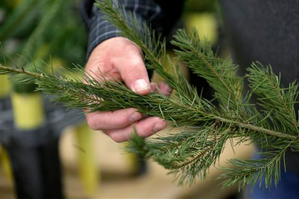 Биологи задумались о спасении хвои на новогодних елках
