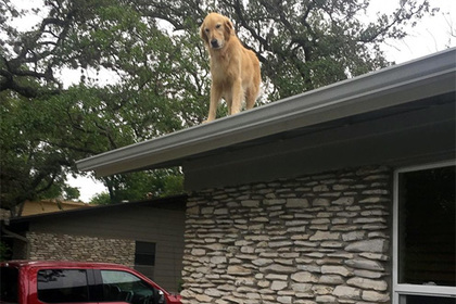 Зависающий на крыше пес очаровал соцсети